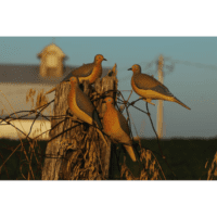 GHG Mourning Dove Decoy 6PK